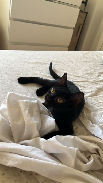 URGENTE Doação gatinha bebé de 2 meses com ração de qualidade