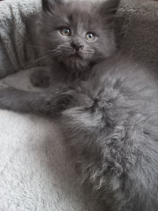 Kocurek Maine Coon Blue Solid