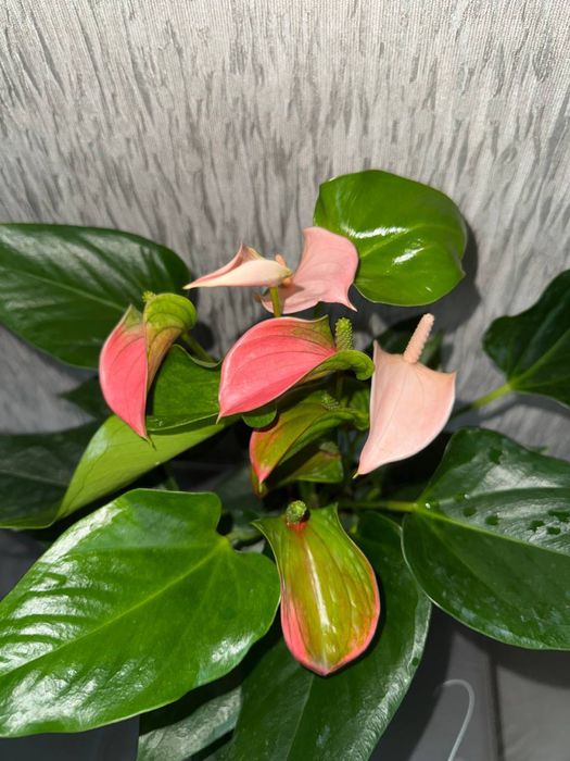 Антуріуми , Каваллі, Лілі, Джолі Пінк, Джолі Піч