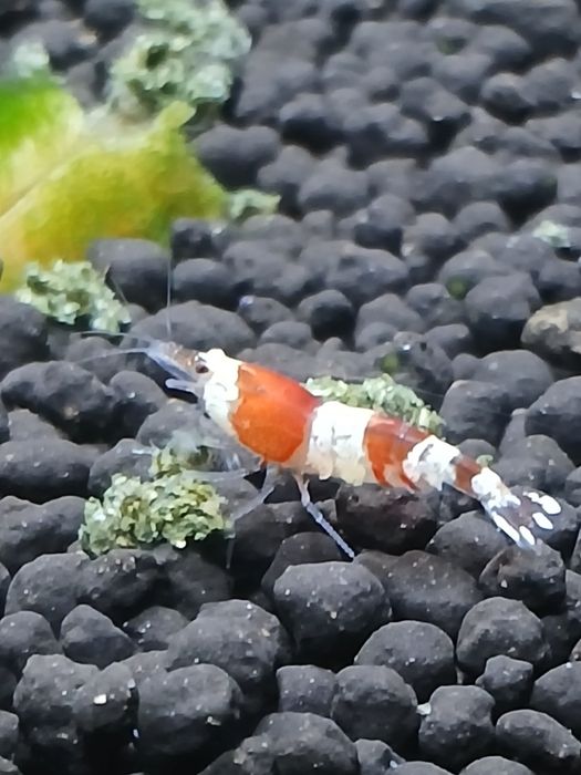 Krewetki caridina Cristal red