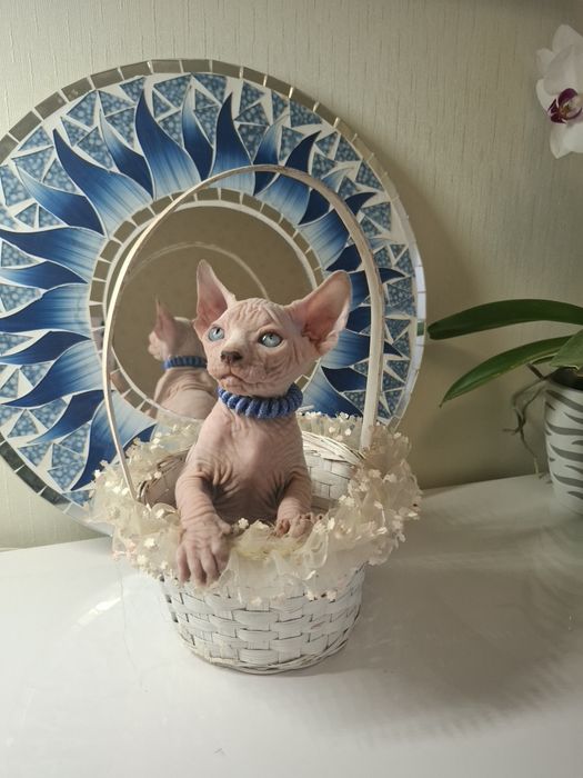 Котята канадского сфинкса