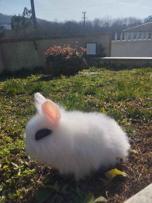 Coelhos de estimação