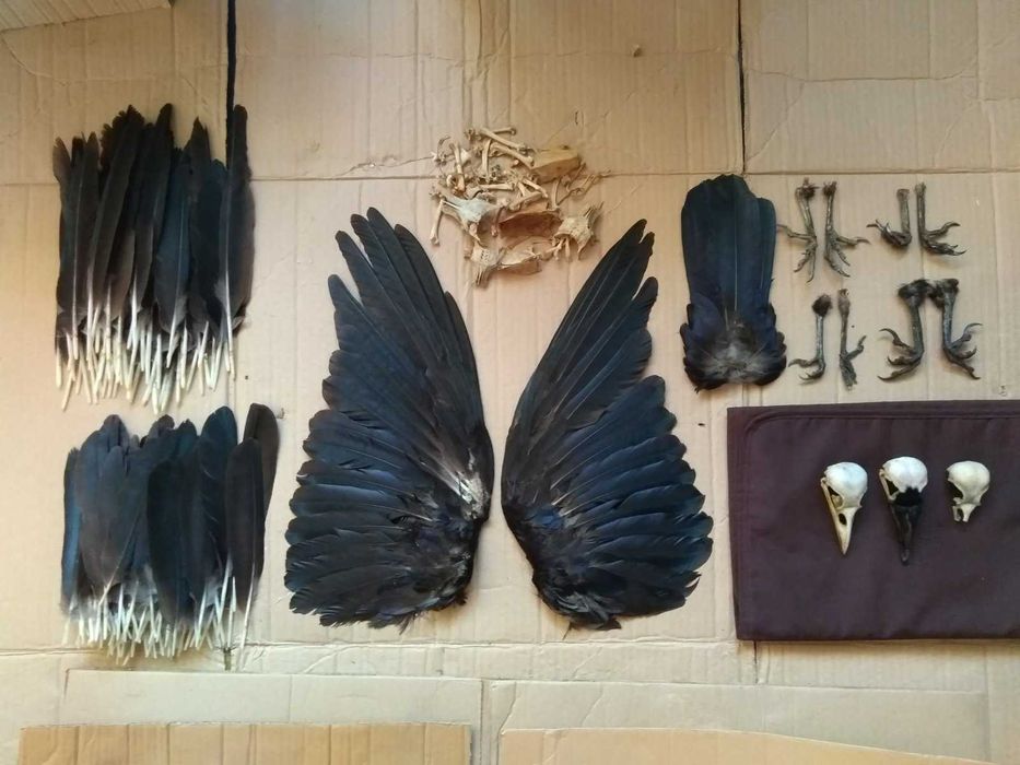 Птица ворона : перья череп крылья лапки кости хвост вороны