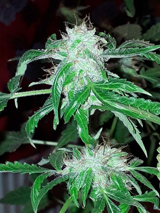 MAC (15g) Marihuana thc cbc cbn cbl Cannabis Flos do Aromaterapii