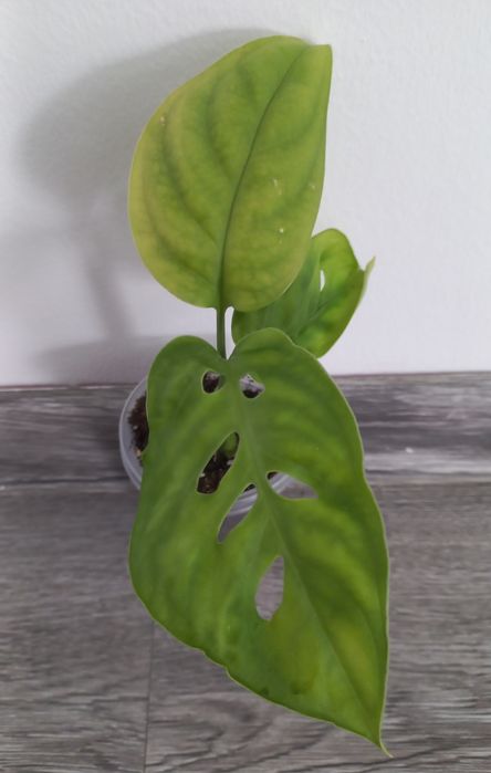 Монстера Esqueleto