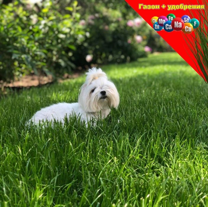 Газон СПОРТ-мини 5кг НА 100м2 выносливая трава для нагрузки игр спорта