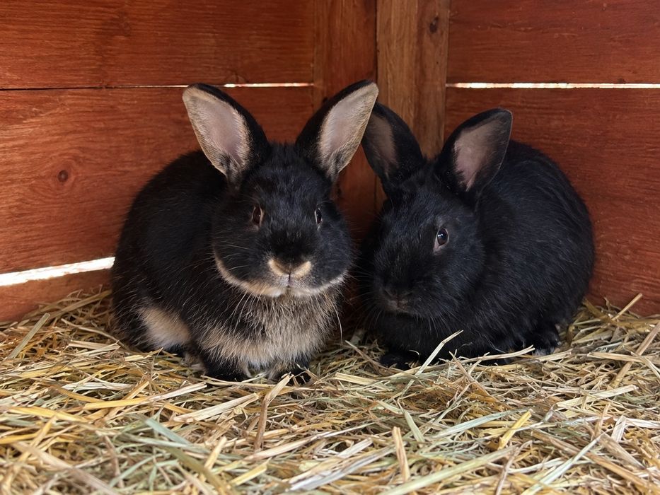 Króliki do adopcji za darmo - samce | Zabrze