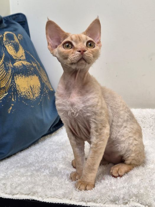 Devon rex, piekny kocur devon rex, FPL, FIFE