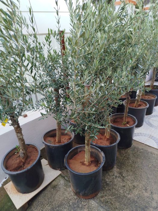 Oliveiras de ornamentação