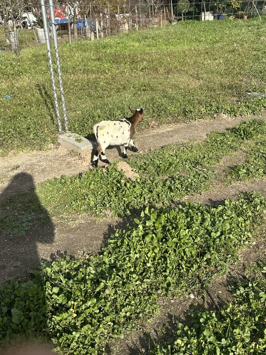 Cabritas anas  de quinta
