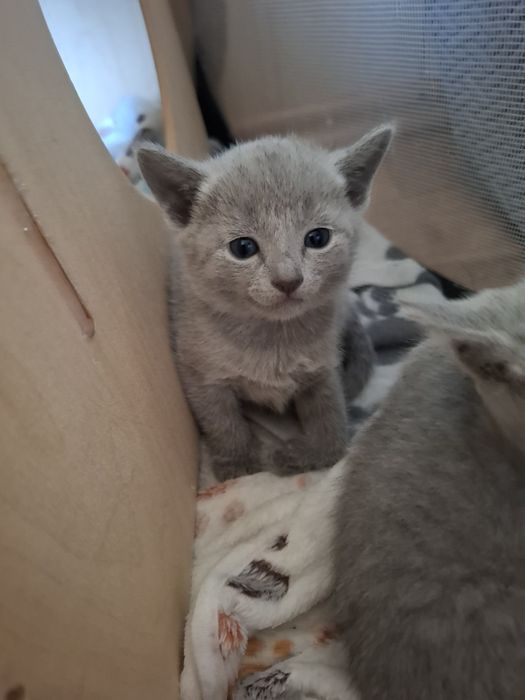 Kotka rosyjska niebieska