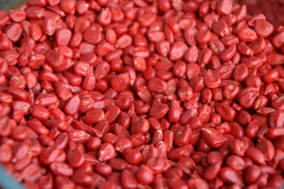 Kukurydza do siewu- Pioneer Rosomak Hulk