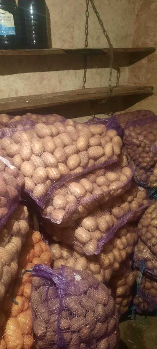 Картопля домашня