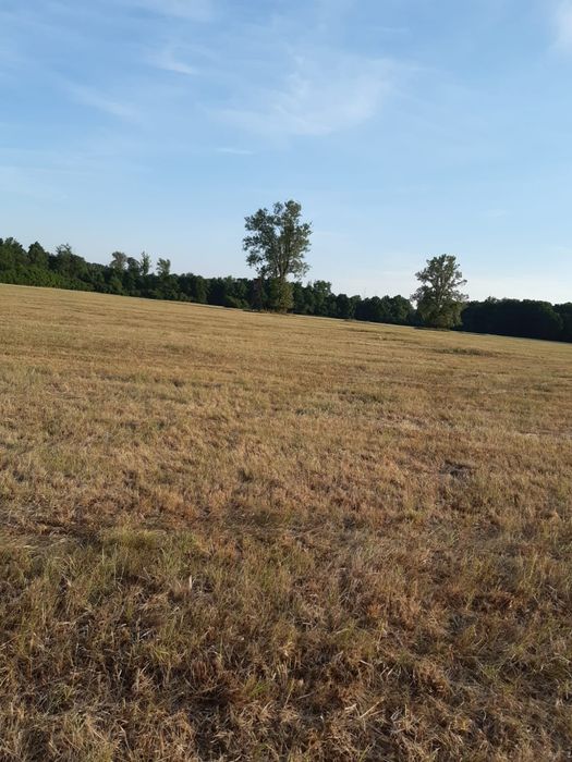 Działka rolna pole lasy łąki Prawików