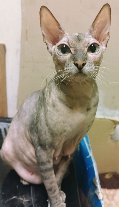 Донські сфінкси.