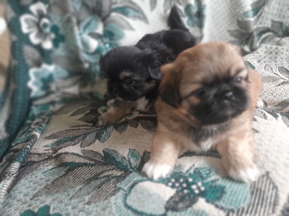 Продам пекінесиків чистокровні Королівські