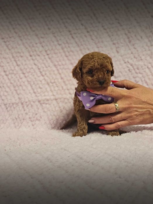 Pudel Toy Red Genetyka.