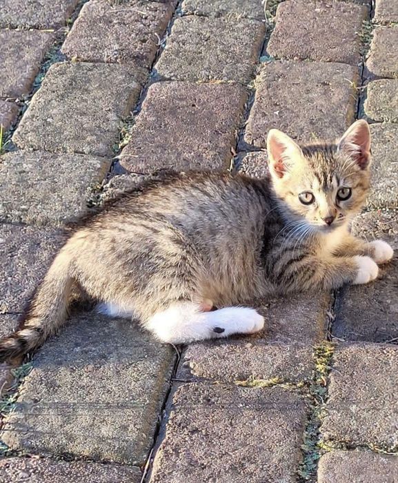 Kociaki do adopcji