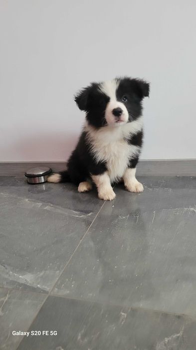 Border collie z metryka Fci.Okazja!