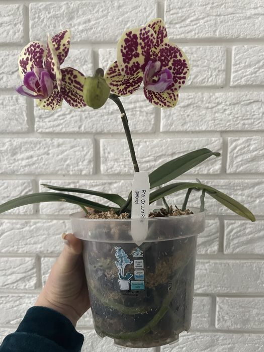 Орхідея Луна Роса метелик