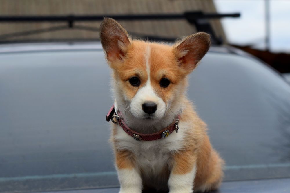 Щеночки Вельш Корги Пемброк. Ласковые детки.