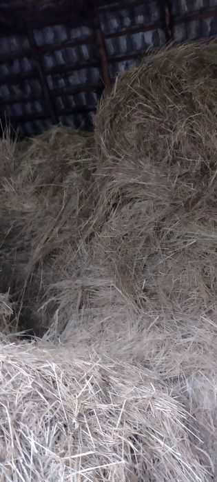 Sprzedam siano baloty 2025r.