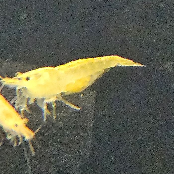 Neocaridinas yellow neon