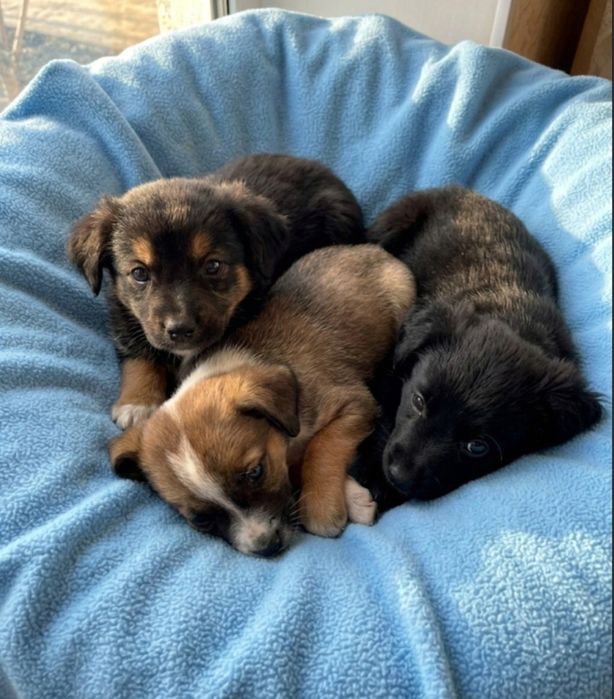 Щеночки ищут дом