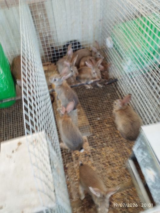 Coelhos cinzentos