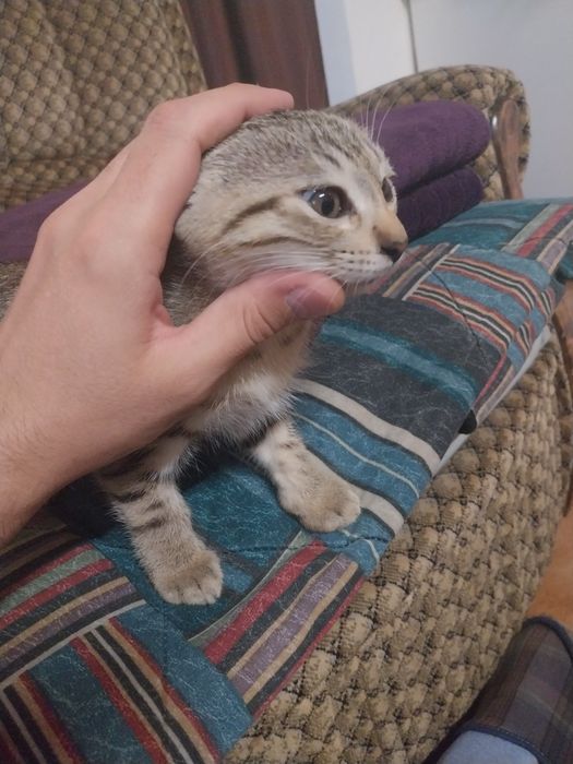 Gatinho para adopção 2 meses e meio