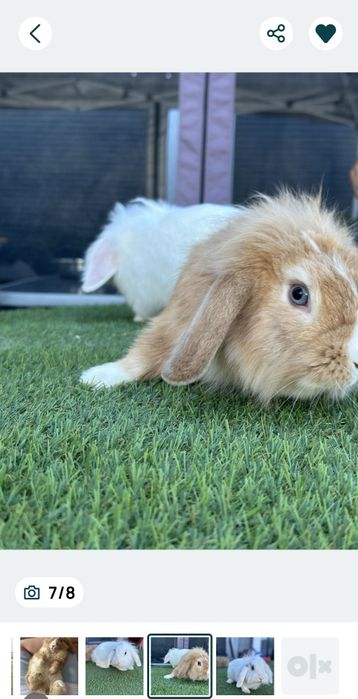 2 Coelhos anoisProcura uma casa que meus coelhas ( tem 7 /9 meses ) ,