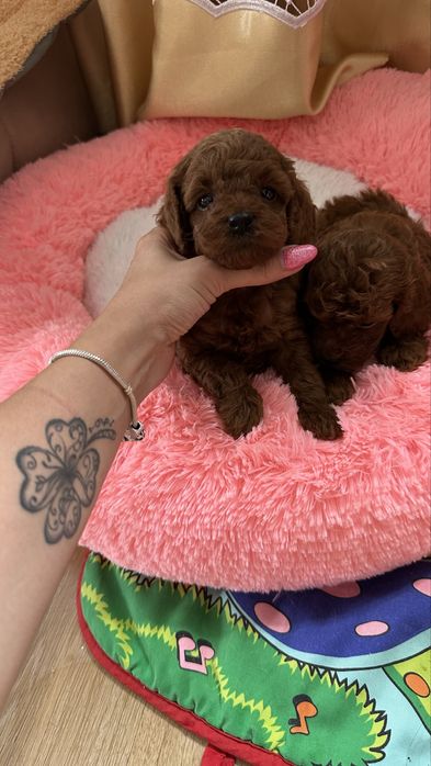 Хлопчики той пуделя КСУ