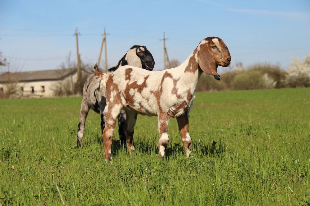 Англо Нубійські козочки