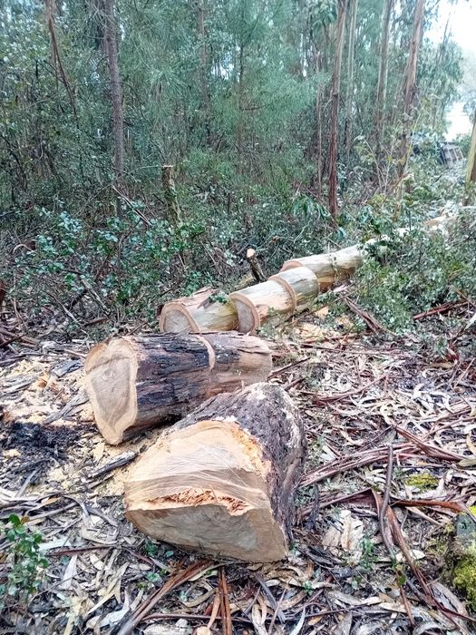 Serviços de jardinagem e limpezas.