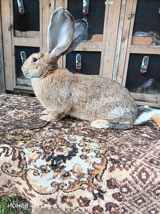 Olbrzym belgijski