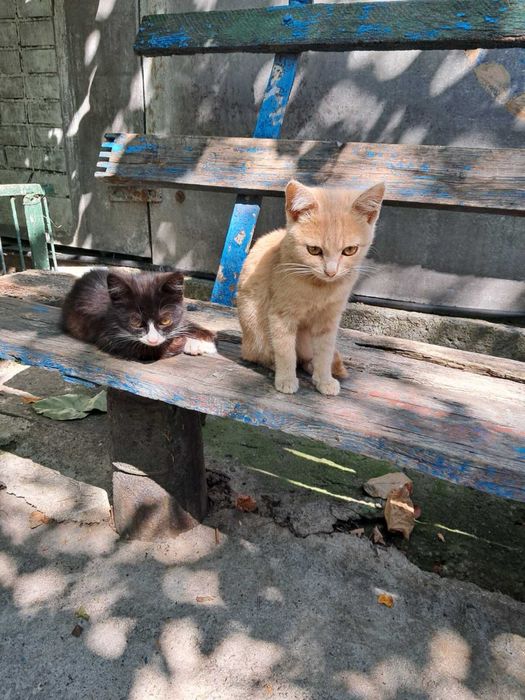 Кошеня дівчинка безкоштовно