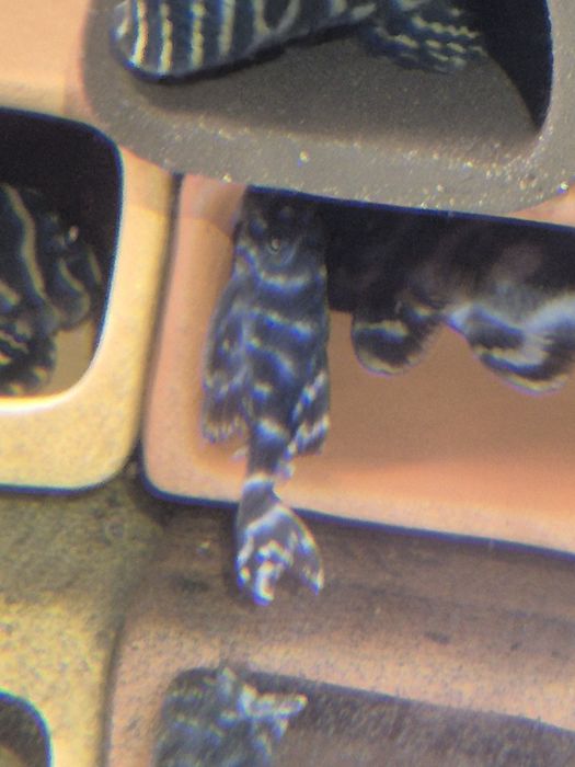 Zbrojnik L333 od 4-5   cm ostatnie 4 sztuki