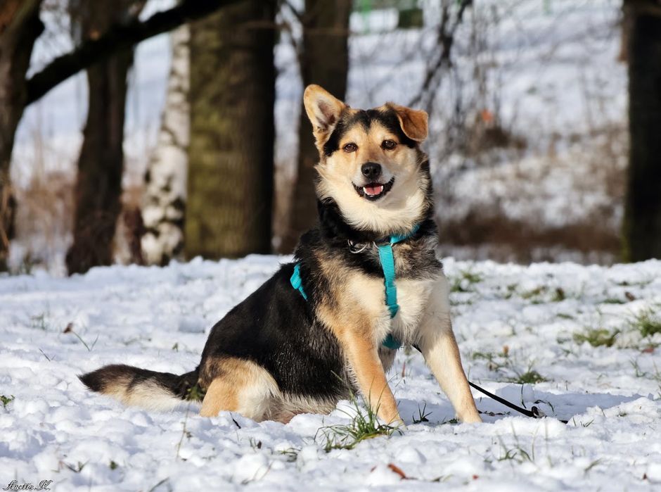 Słodki, niewielki kundelek do adopcji! Poznaj jego cudowne imię.