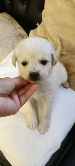 Szczeniaczki po shih tzu