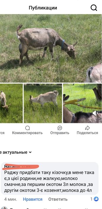 Козочка Коза  Альпійська коза Молода коза