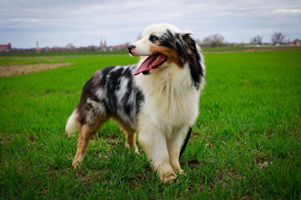 Owczarek australijski - suczka Black Tri