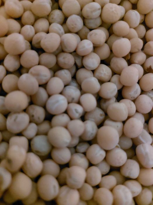 Продам Елітне насіння Гороху