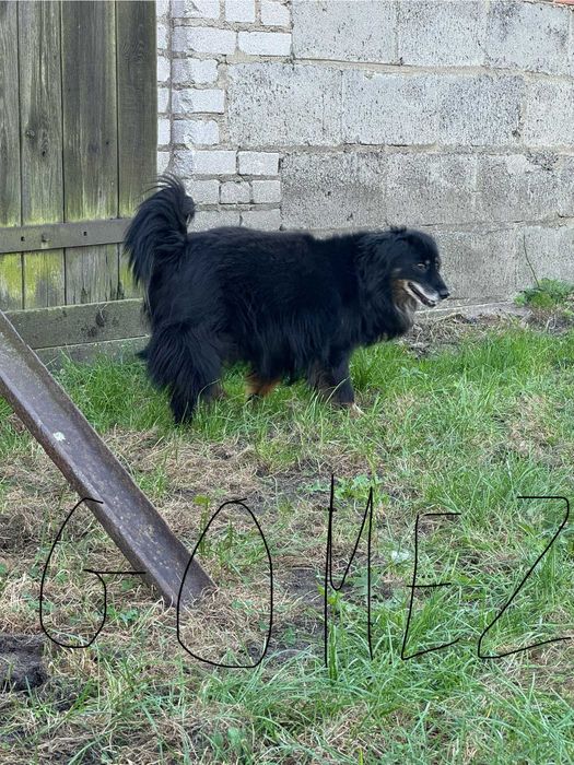 Gomez - starszy psiak szuka domu