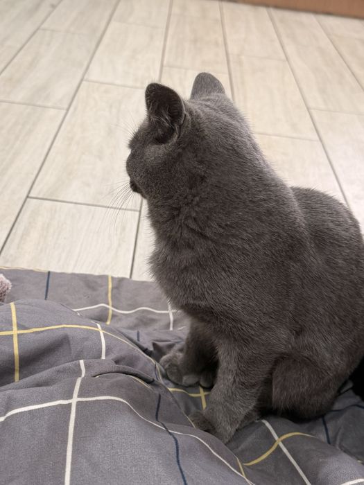 Віддамо котика в добрі руки!
