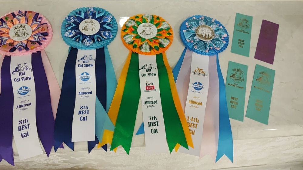 Елітні Бенгальські кошенятка бенгали WCF