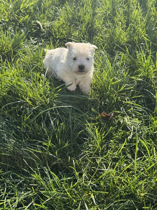 Cudowny Piesek West Highland White Terrier Gotowy Do Odbioru!