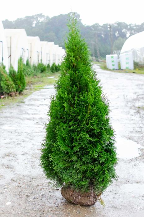 Tuja Szmaragd 160 180 cm z dostawą gratis promocja jesienna