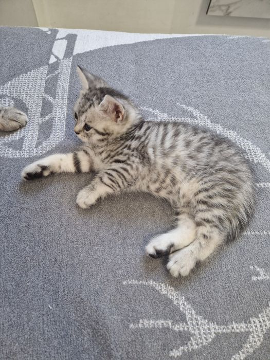 Продаються британські кошенята