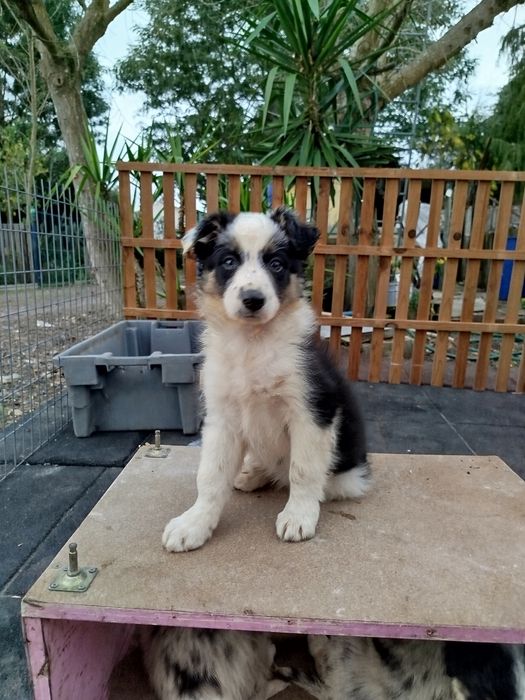 Border Collie excelente