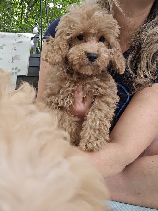 Cavapoo / chłopczyk f1b